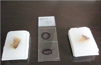 上海石蜡包埋价格/石蜡包埋什么价位/石蜡包埋厂商/博灿供