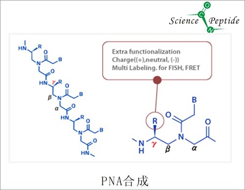 PNA合成厂家/科肽供应/***PNA合成