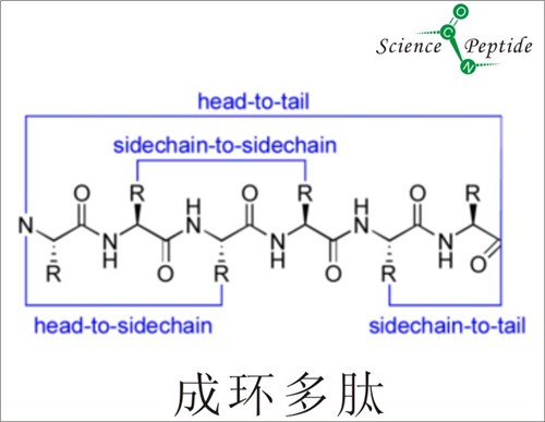 成环多肽供应商/北京哪里有成环多肽/科肽供