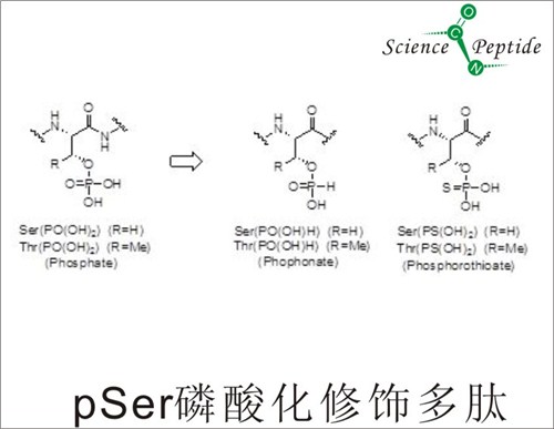 pSer磷酸化修饰多肽/健康pSer磷酸化修饰多肽/科肽供