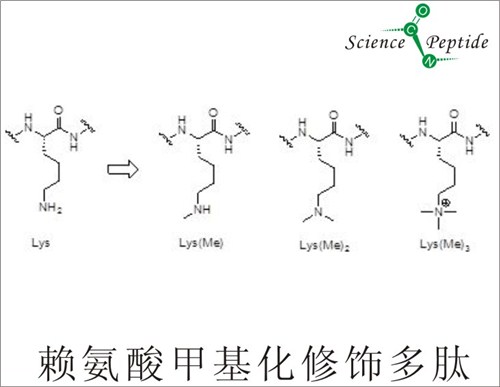(Me)赖氨酸Lys甲基化修饰多肽/科肽供应值得信赖