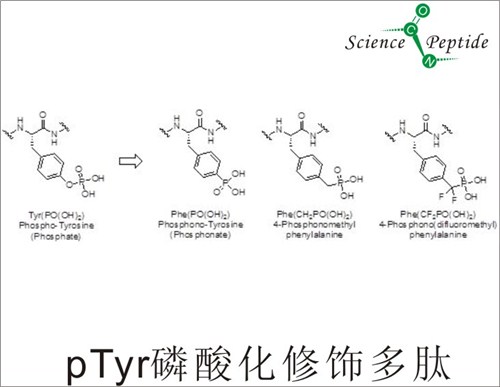 pTyr磷酸化修饰多肽/品牌pTyr磷酸化修饰多肽/科肽供
