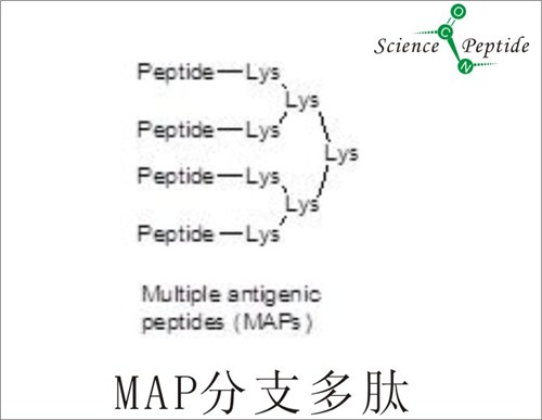 4Branches分支MAP多肽/科肽供应质量优