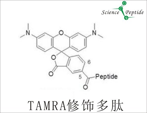 TMR荧光修饰多肽/TMR荧光修饰多肽正规厂家/科肽供