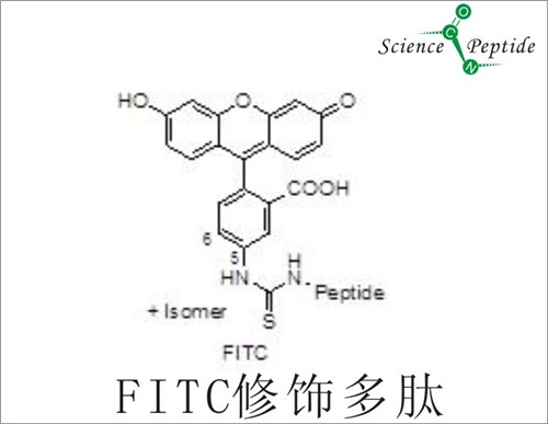 FITC荧光修饰多肽/FITC荧光修饰多肽报价/科肽供