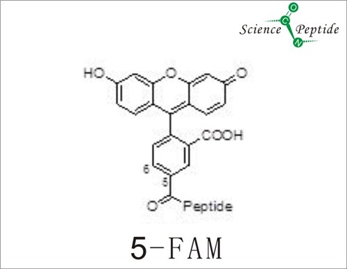 5-FAM荧光修饰多肽/上海科肽专业合成