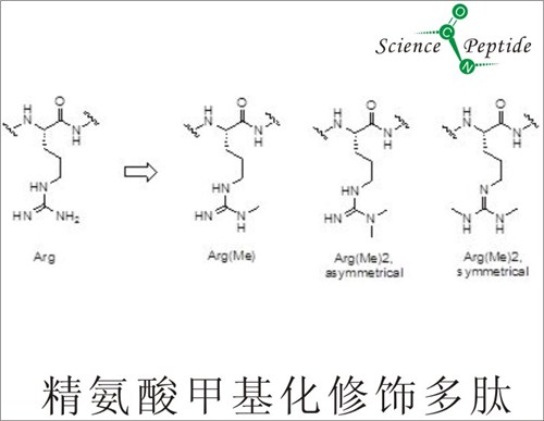 甲基化多肽厂家/上海科肽专业