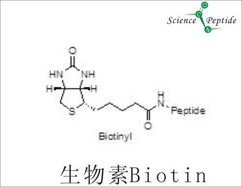 生物素标记多肽厂家/科肽供/质量生物素标记多肽采购
