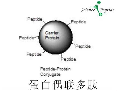 偶联多肽厂家/科肽供/偶联多肽质量保证/偶联多肽报价