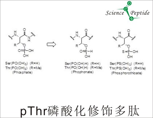 磷酸化修饰多肽供应商/磷酸化修饰多肽报价/科肽供应